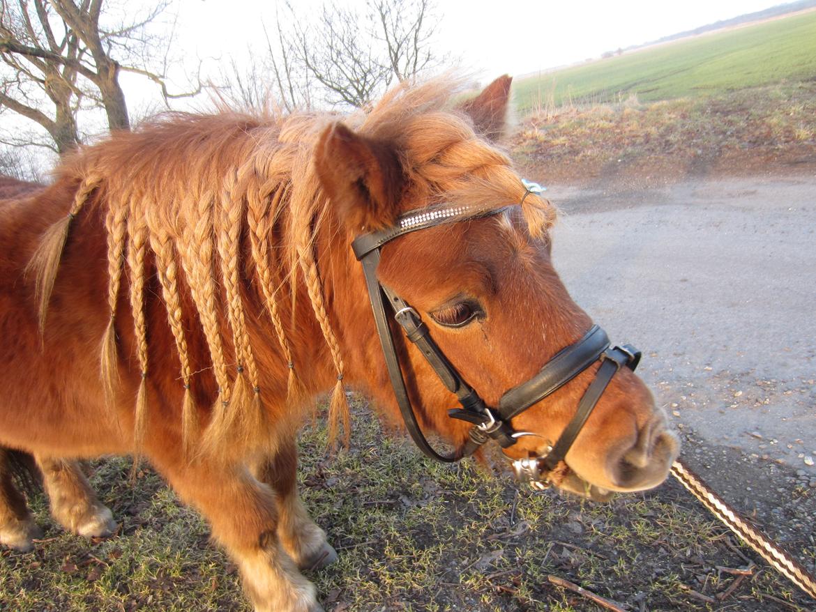 Shetlænder Samson billede 23
