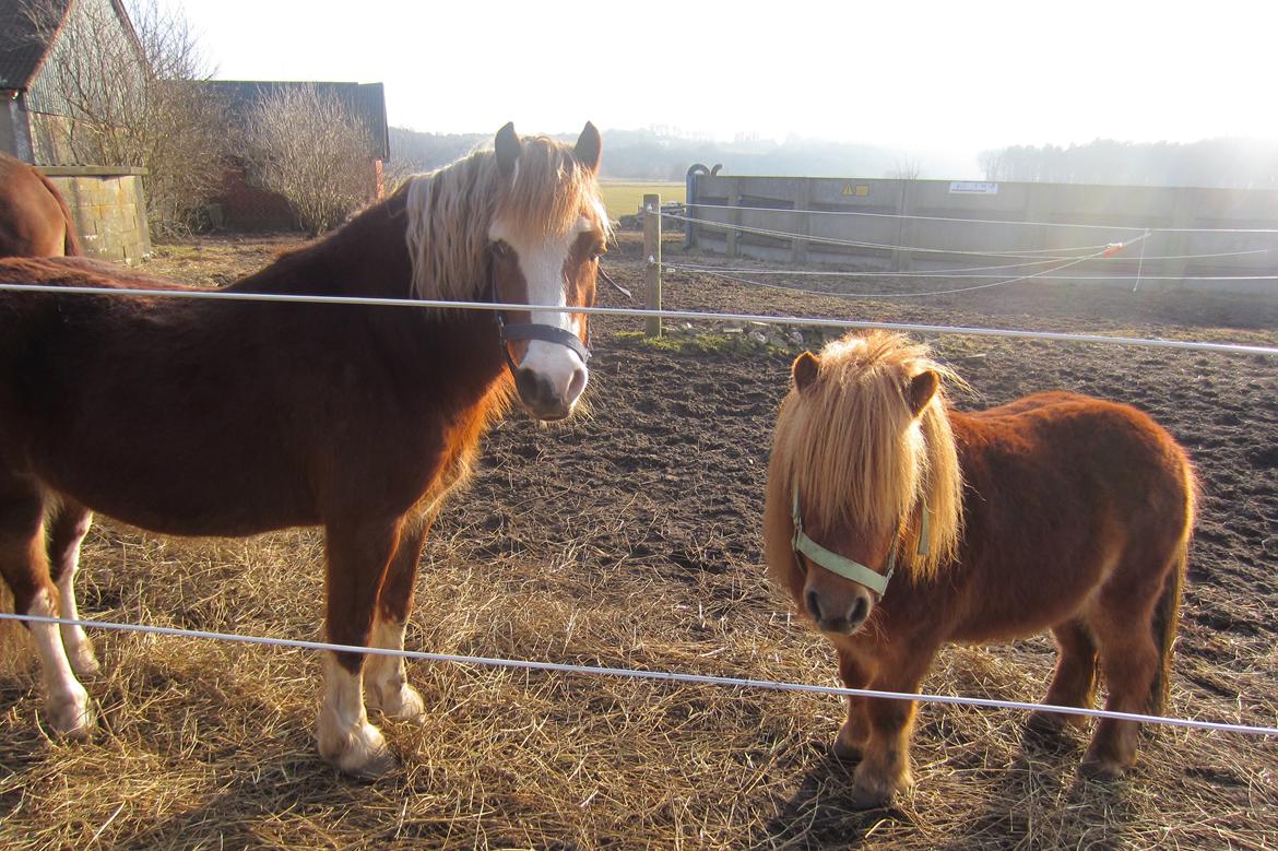 Shetlænder Samson billede 24