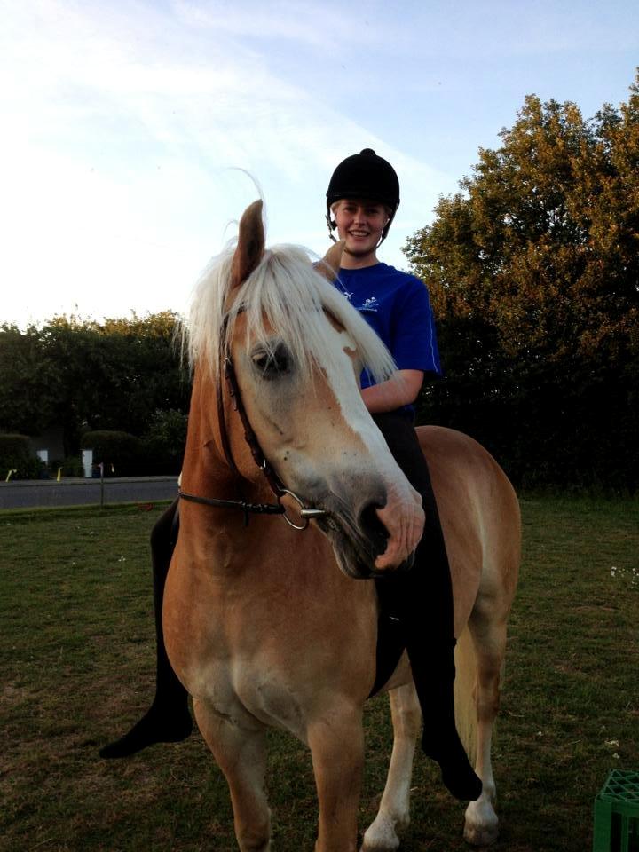 Haflinger Leris billede 12
