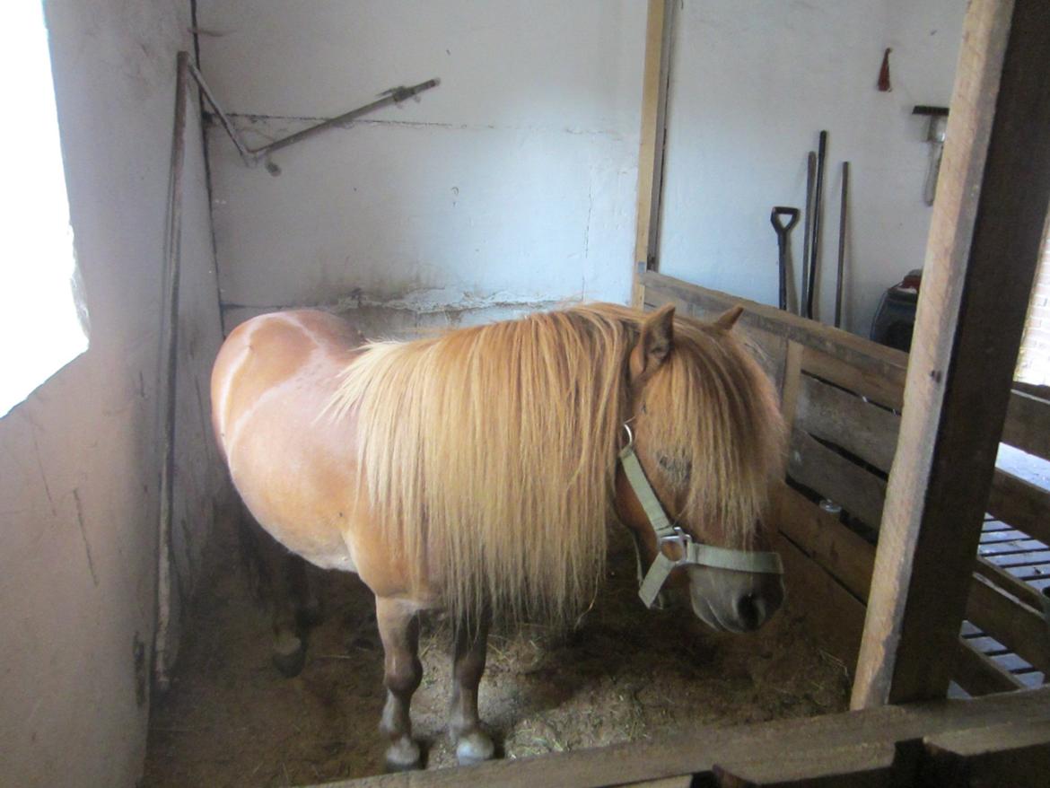 Shetlænder Samson billede 25