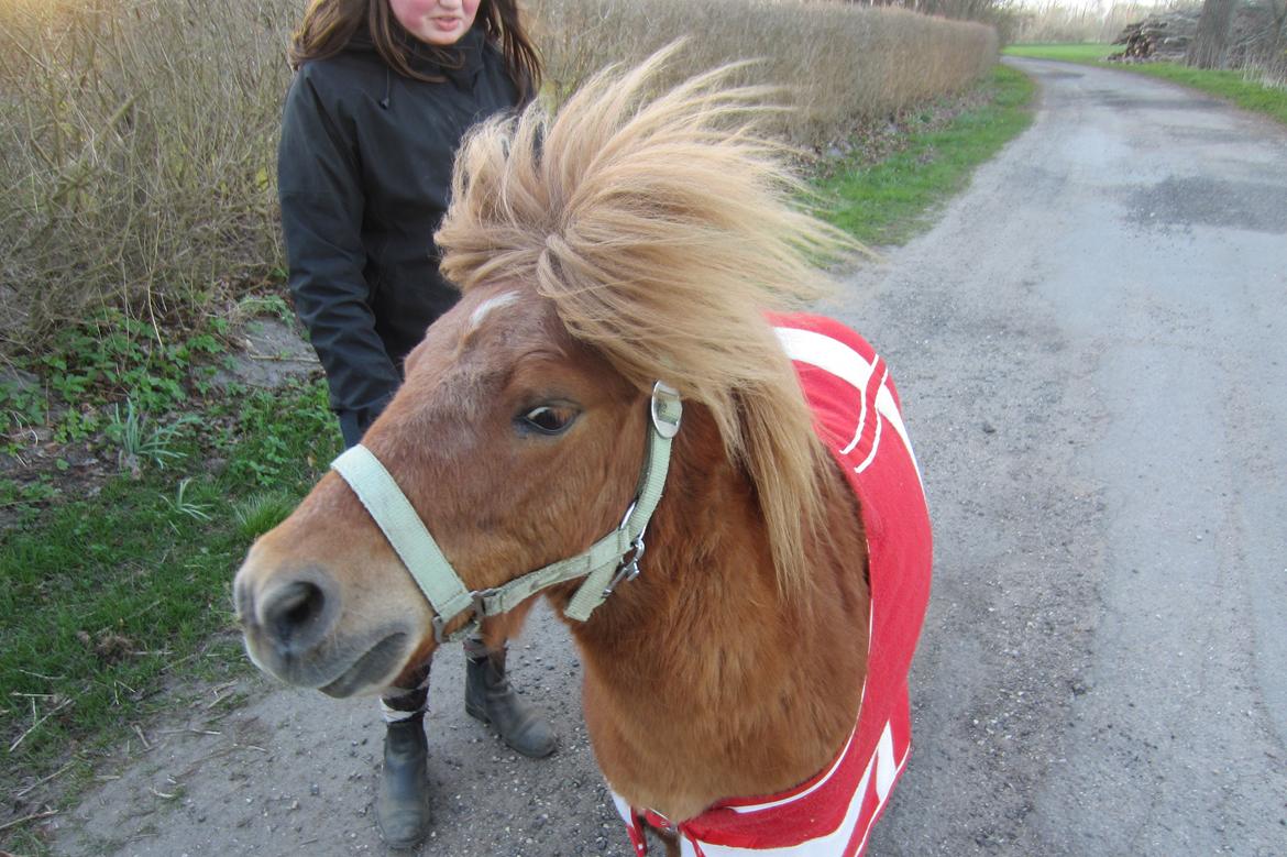 Shetlænder Samson billede 26