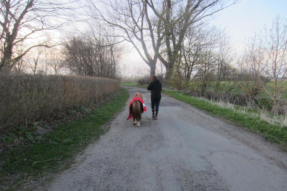 Shetlænder Samson billede 27