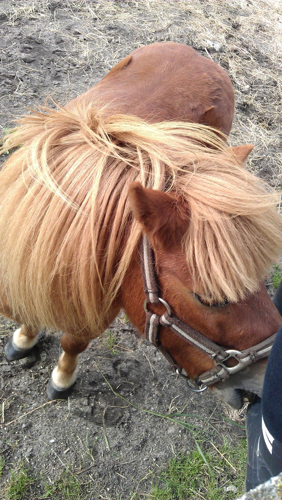 Shetlænder Samson billede 28