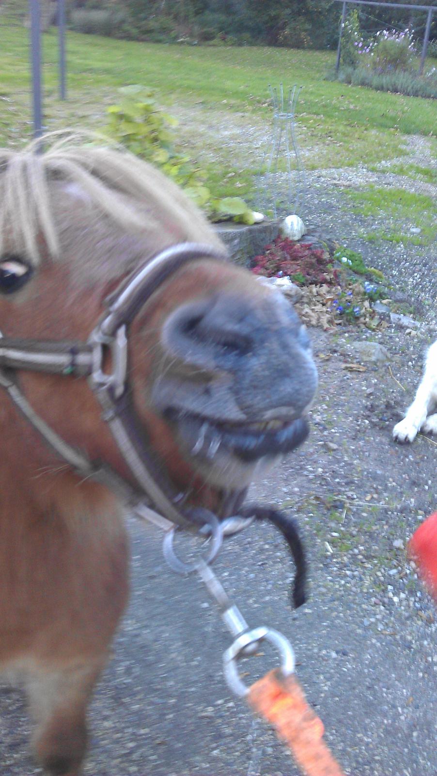 Shetlænder Samson billede 29