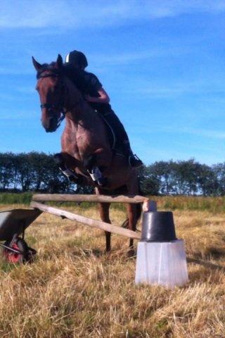 Anden særlig race Magic mix billede 19