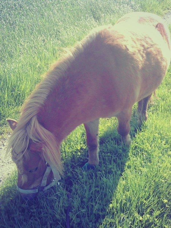 Shetlænder Samson billede 30