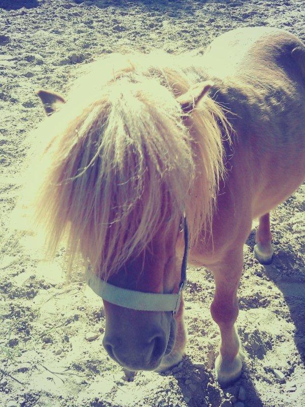 Shetlænder Samson billede 31