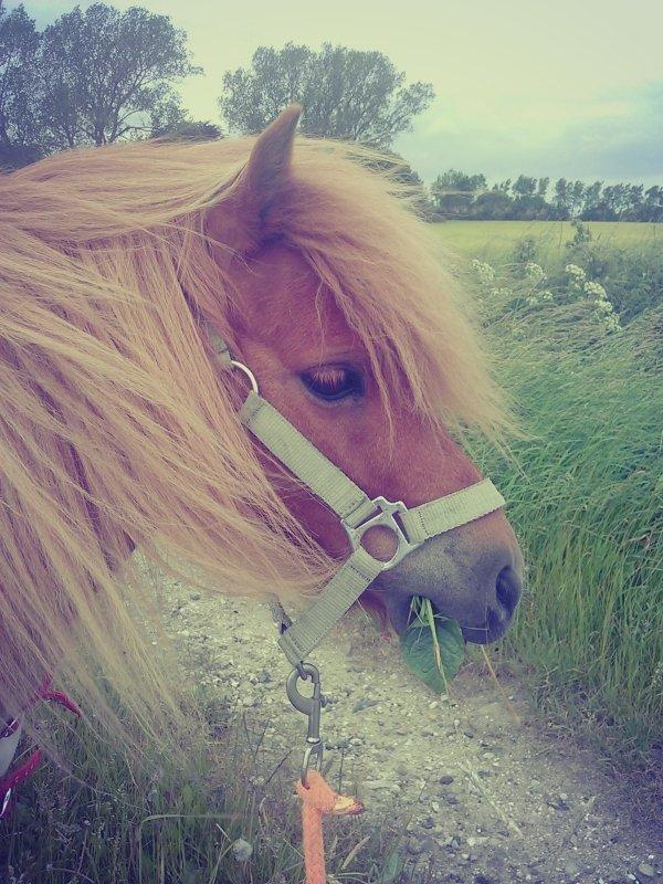 Shetlænder Samson billede 32