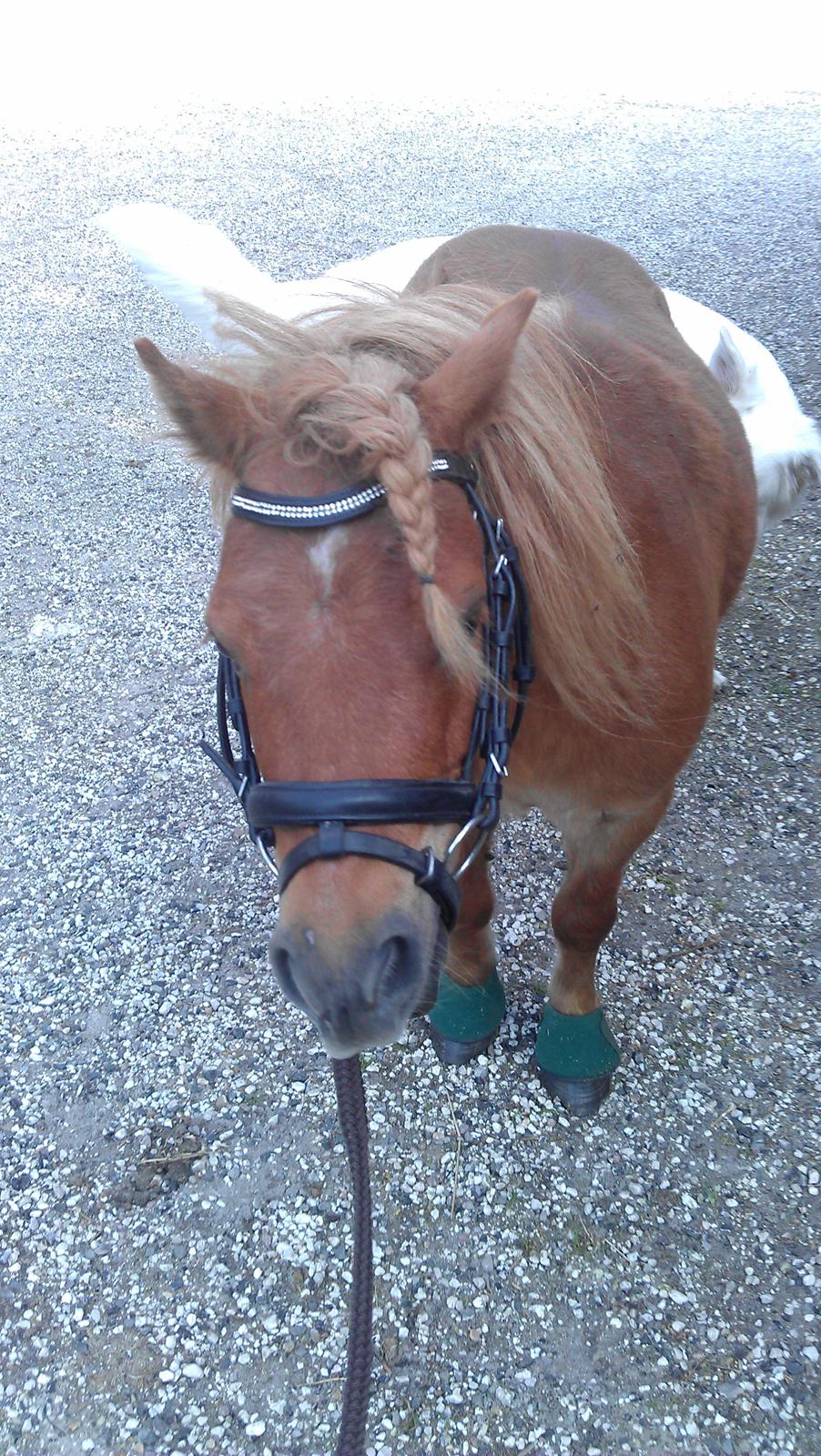 Shetlænder Samson billede 33