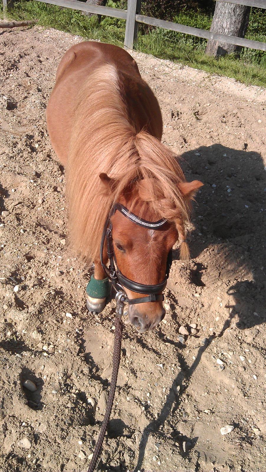 Shetlænder Samson billede 34