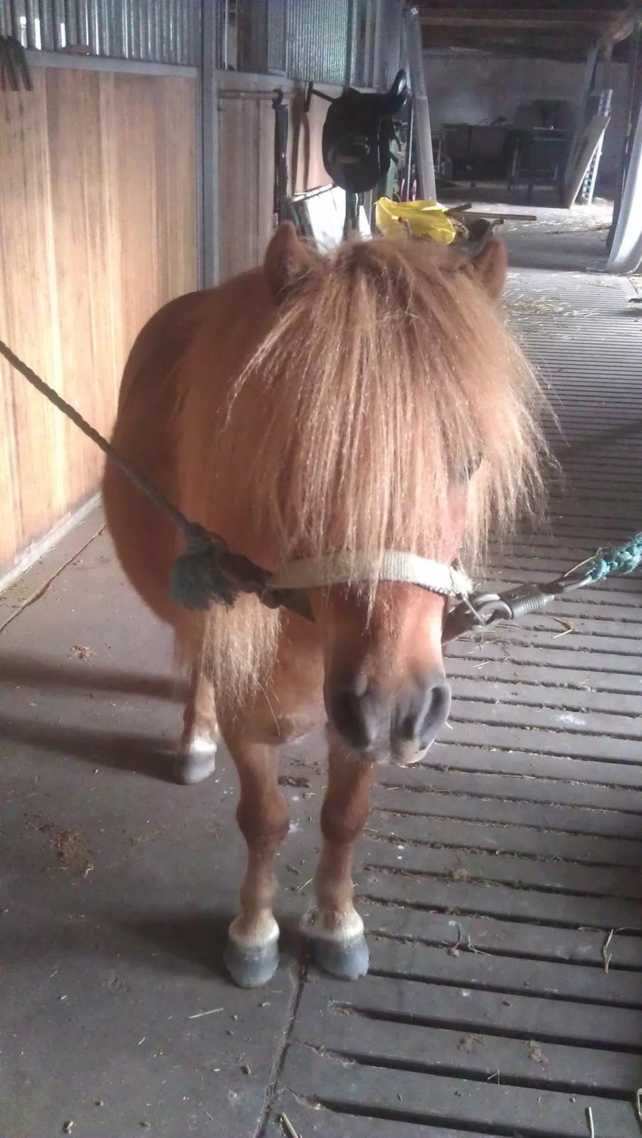 Shetlænder Samson billede 35