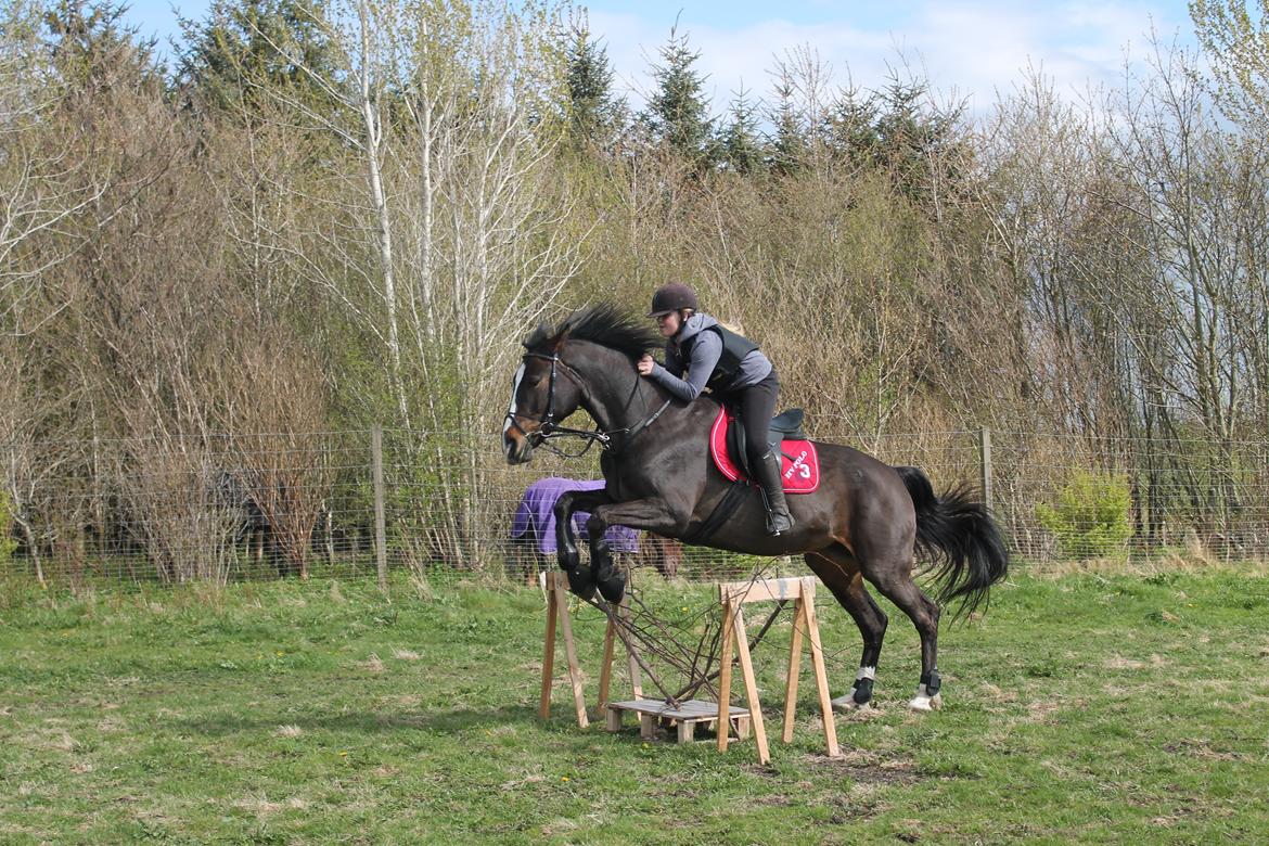 Anden særlig race Frk. Smilla <3. Part billede 18