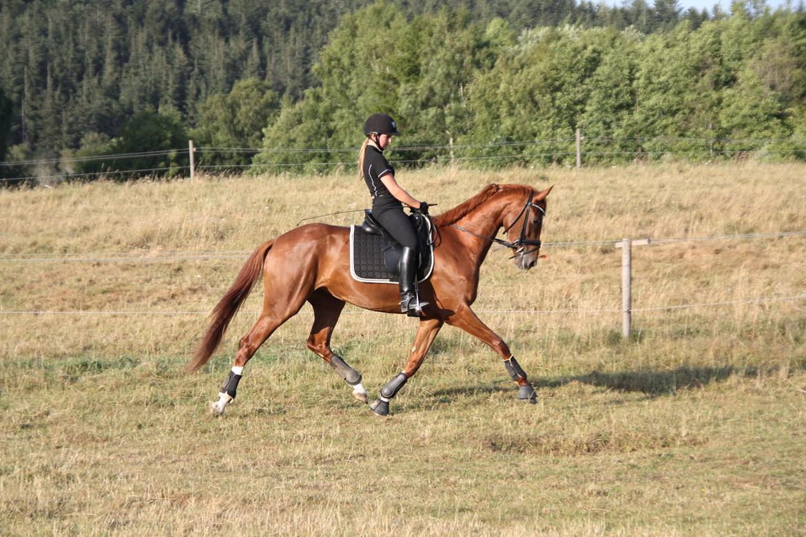 Dansk Varmblod Brunhøjgård´s Zurprise billede 24