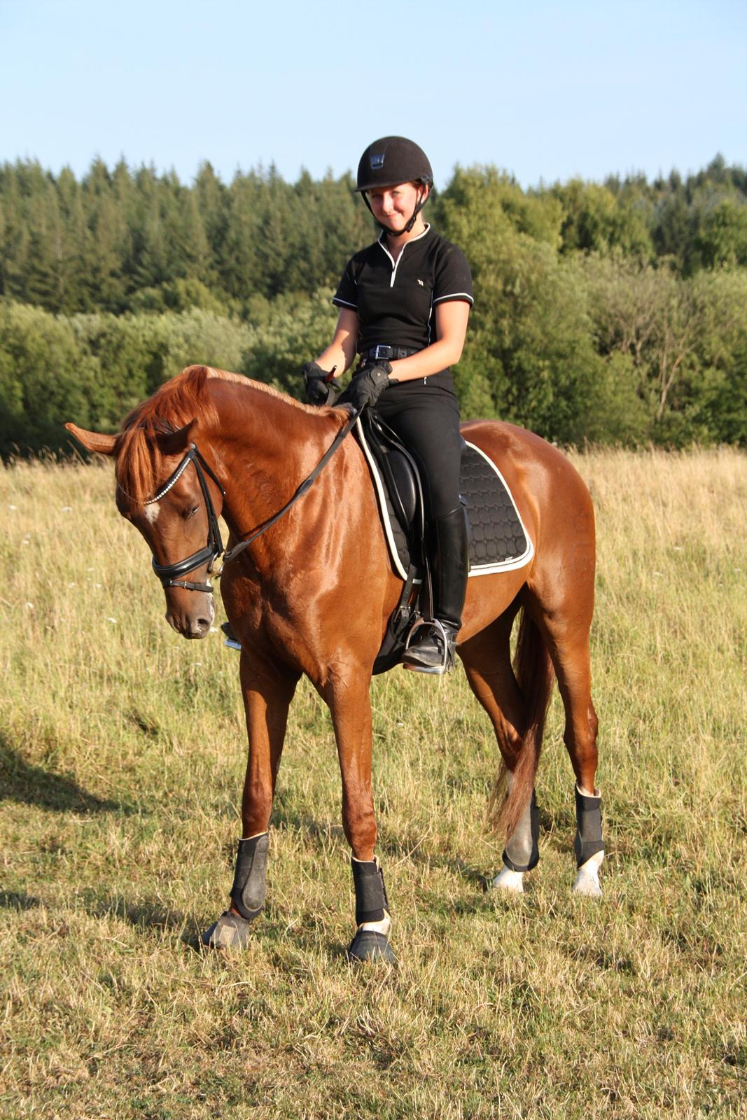 Dansk Varmblod Brunhøjgård´s Zurprise billede 25