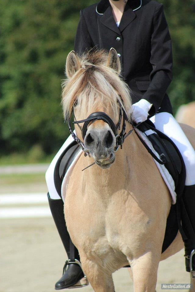 Fjordhest Fanta billede 20