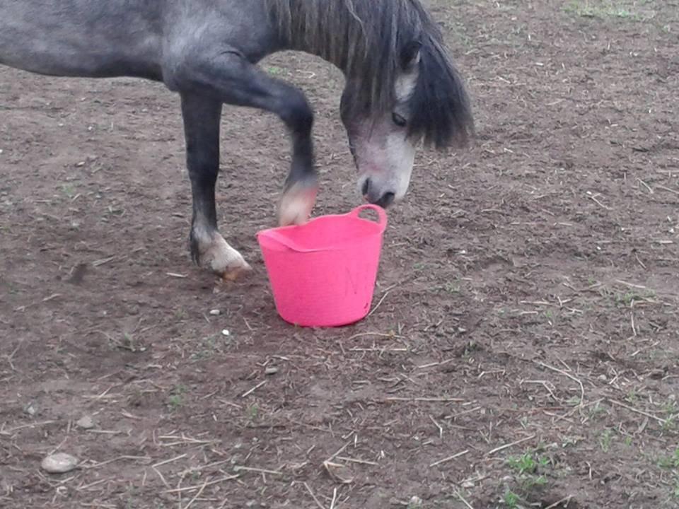 Welsh Mountain (sec A) Gribsvads Niam *sommer part* - Hey der er ikke mere mad -.- billede 21