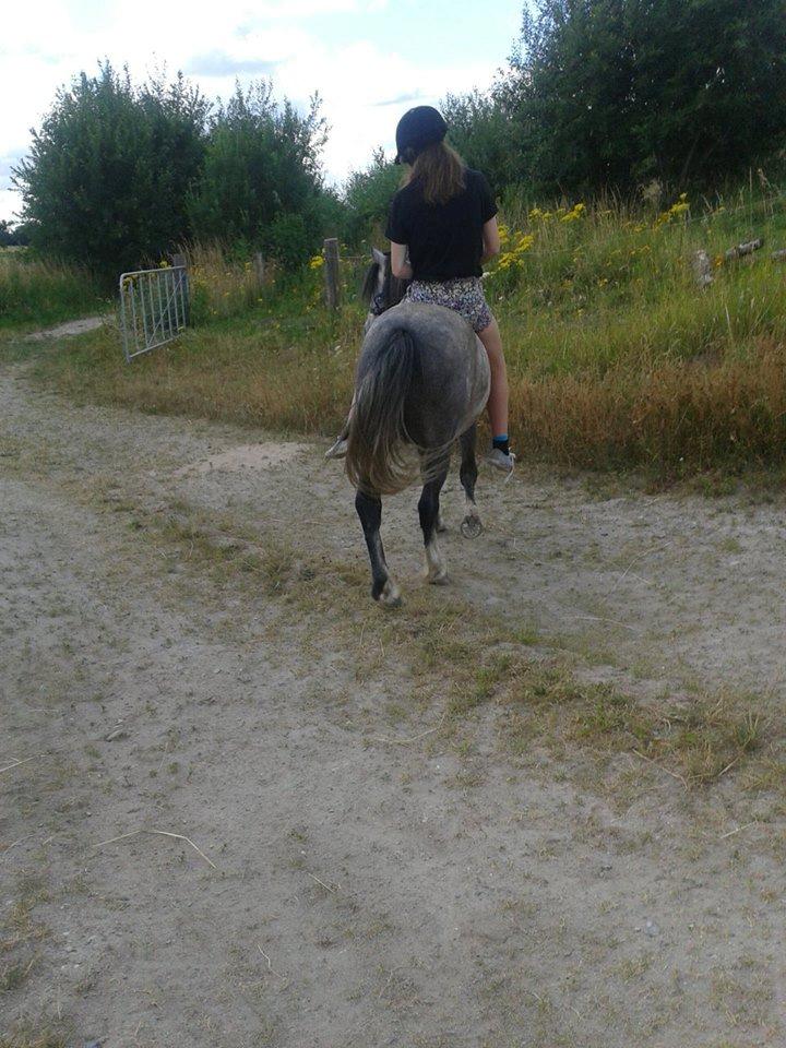 Welsh Mountain (sec A) Gribsvads Niam *sommer part* - på tur :) billede 22