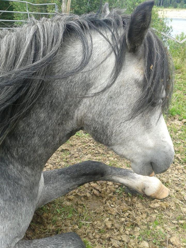 Welsh Mountain (sec A) Gribsvads Niam *sommer part* - Nuurh lille putten ligger ned billede 23