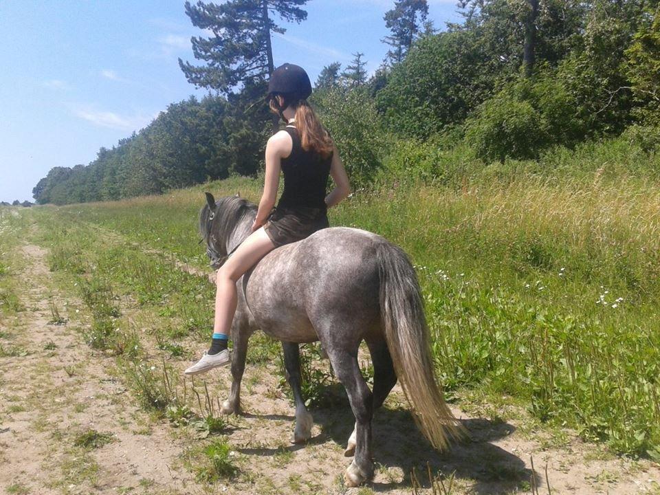 Welsh Mountain (sec A) Gribsvads Niam *sommer part* - På tur billede 24