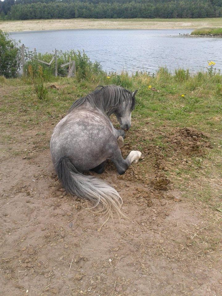 Welsh Mountain (sec A) Gribsvads Niam *sommer part* - Niam ligger ned<3 billede 25