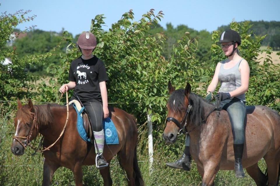 Anden særlig race Siegårds Forglemmigej *Glimmer* 2009-? - Foto af Frederikke Lundgaard Thorsen billede 6