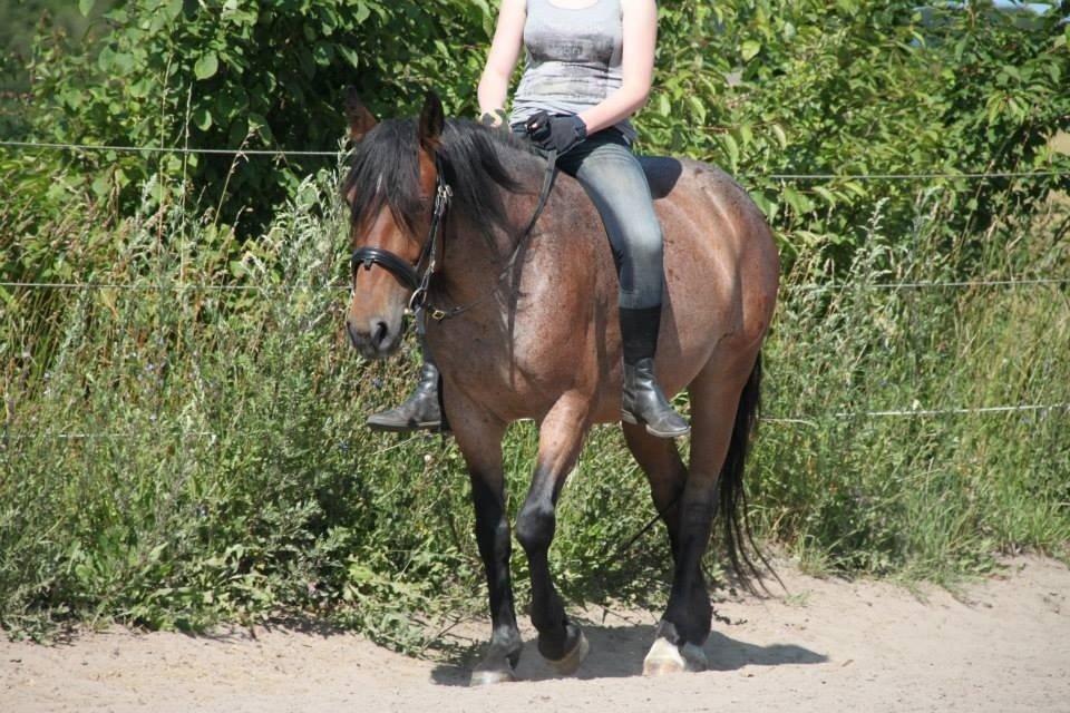 Anden særlig race Siegårds Forglemmigej *Glimmer* 2009-? - Foto af Frederikke Lundgaard Thorsen billede 7