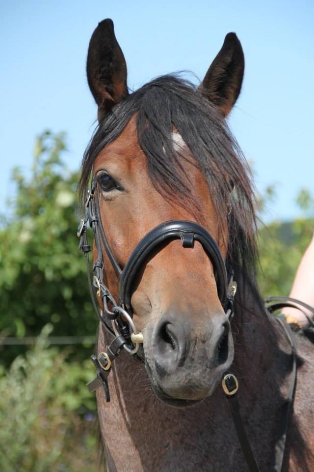 Anden særlig race Siegårds Forglemmigej *Glimmer* 2009-? - Foto af Frederikke Lundgaard Thorsen billede 1
