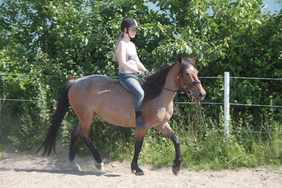 Anden særlig race Siegårds Forglemmigej *Glimmer* 2009-? - Foto af Frederikke Lundgaard Thorsen billede 8