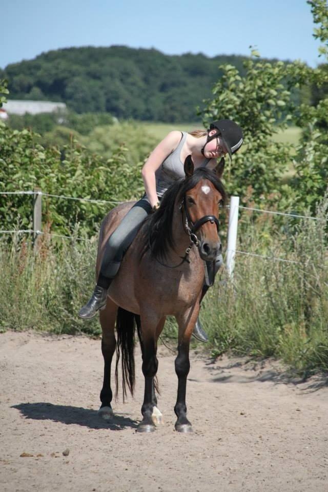 Anden særlig race Siegårds Forglemmigej *Glimmer* 2009-? - Foto af Frederikke Lundgaard Thorsen billede 9