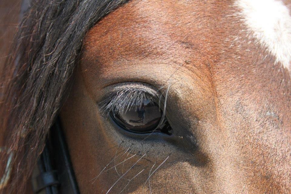 Anden særlig race Siegårds Forglemmigej *Glimmer* 2009-? - Foto af min søster billede 10