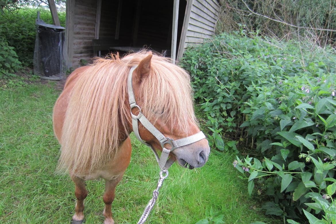 Shetlænder Samson - Hej allesammen jeg hedder Samson og velkommen til min profil :) <3 billede 1