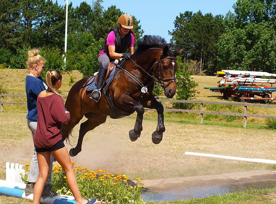 Anden særlig race Pondus billede 20