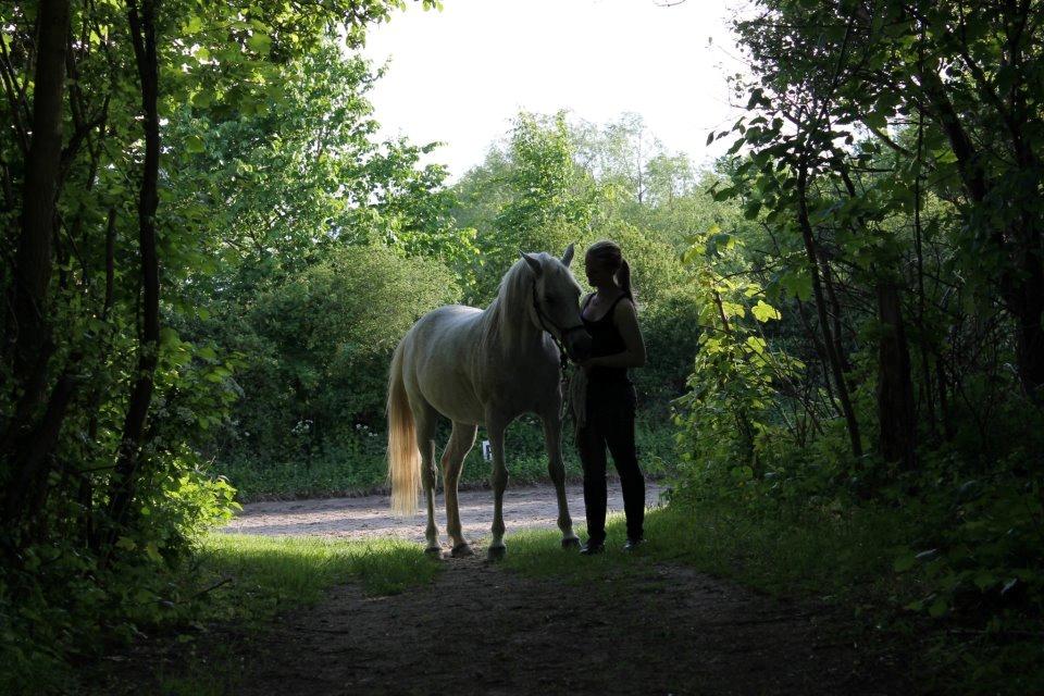 Arabisk fuldblod (OX) Shaman OX - Et venskab, et team, to kroppe, en sjæl! det holder sammen som et team! <3  billede 28