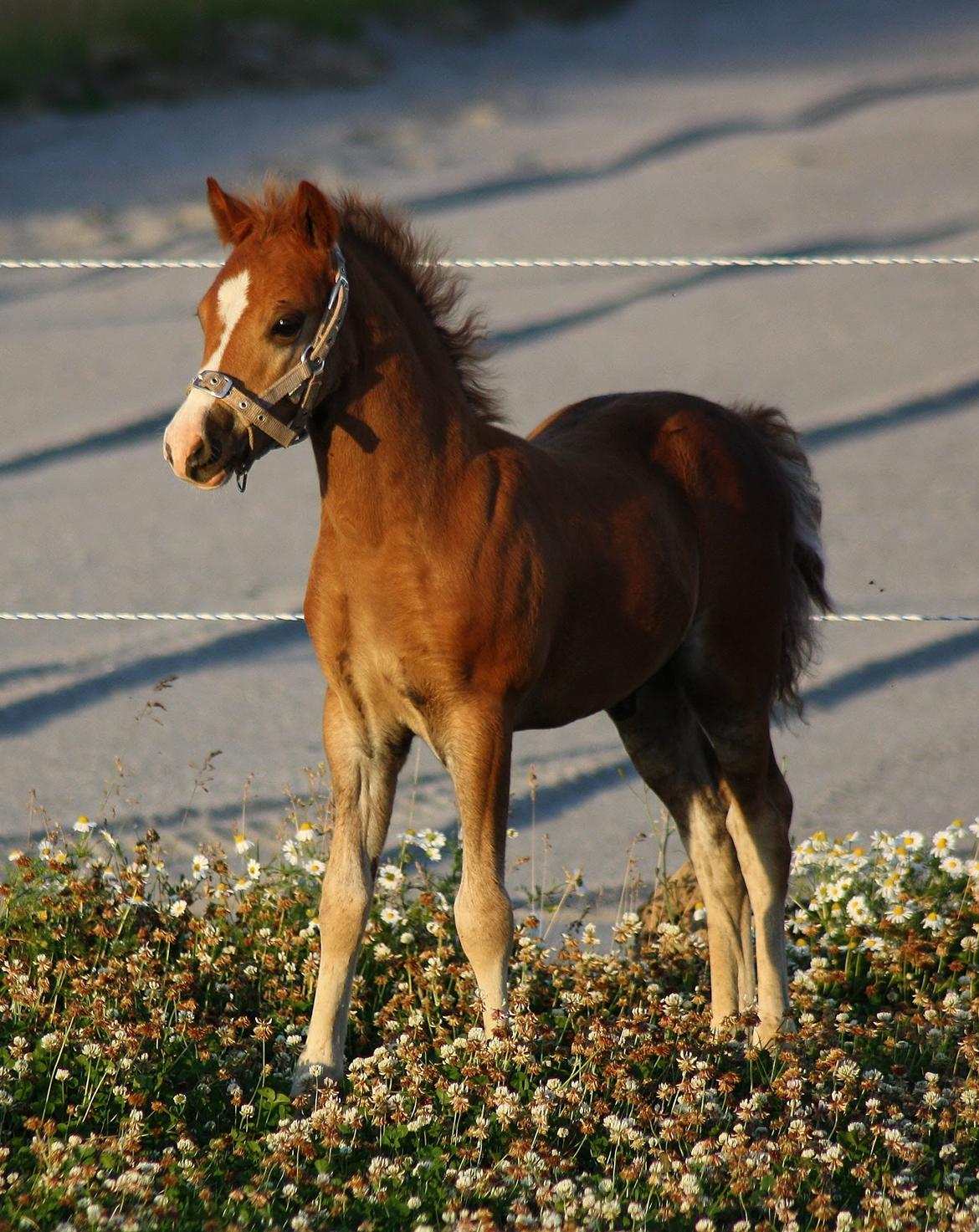 Welsh Mountain (sec A) Melanders Royal Dream - Smukke dram drengen er her 7 uger gammel =) billede 18