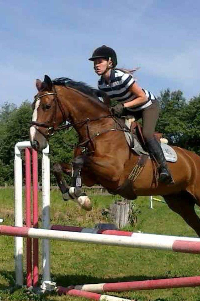 Hollandsk Varmblod Umani billede 9