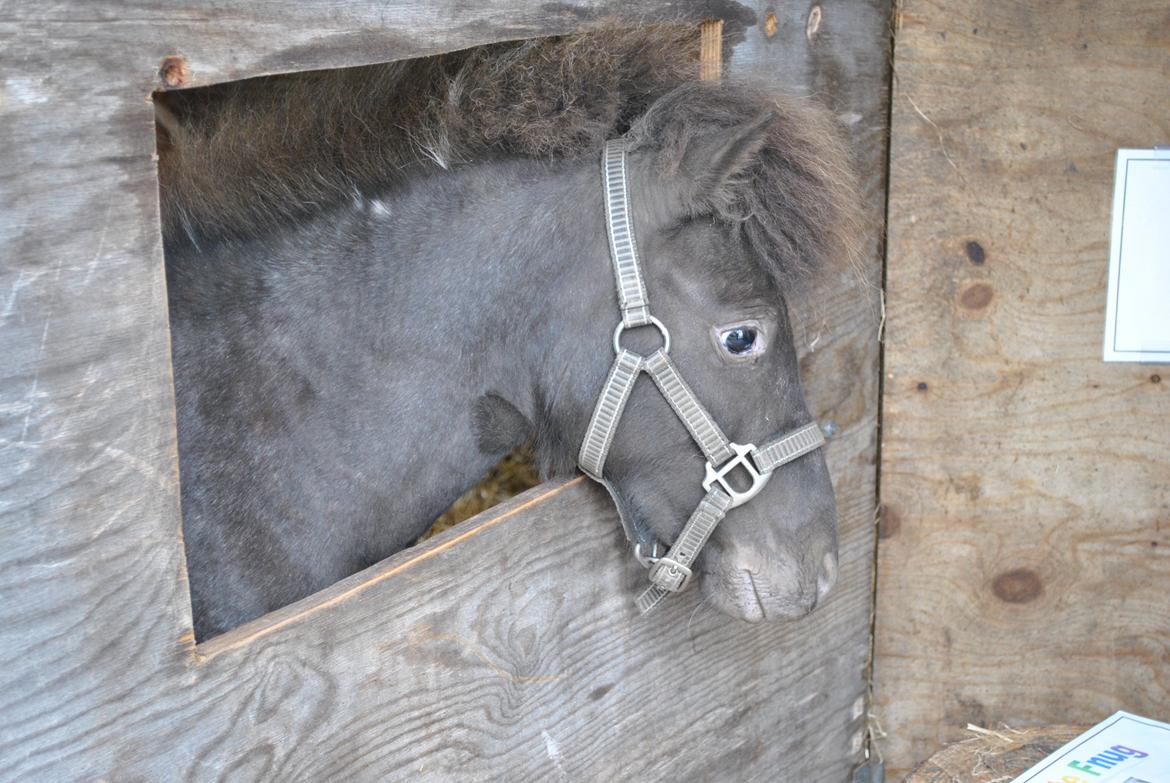 Miniature I am isabella billede 8