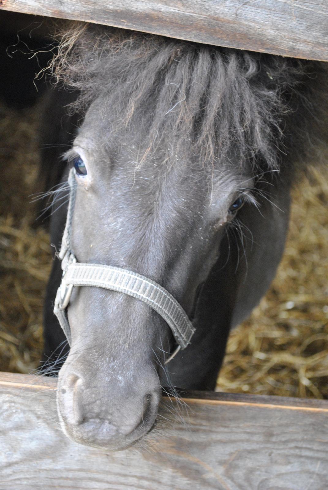 Miniature I am isabella billede 9