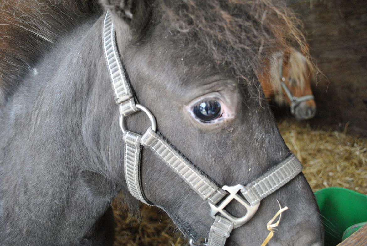 Miniature I am isabella - Smukke øjne billede 10