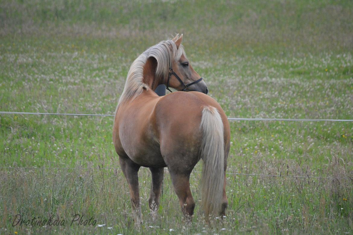Tyroler Haflinger Minka af Brunbjerg billede 7