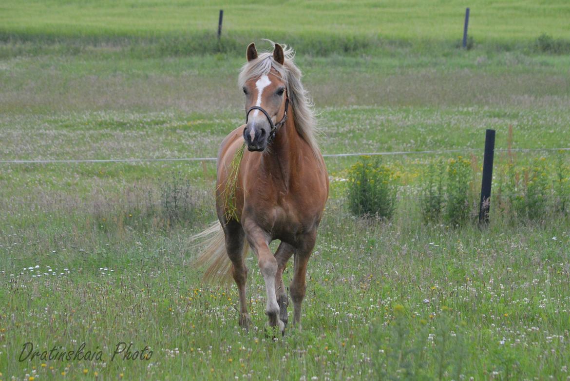 Tyroler Haflinger Minka af Brunbjerg billede 12