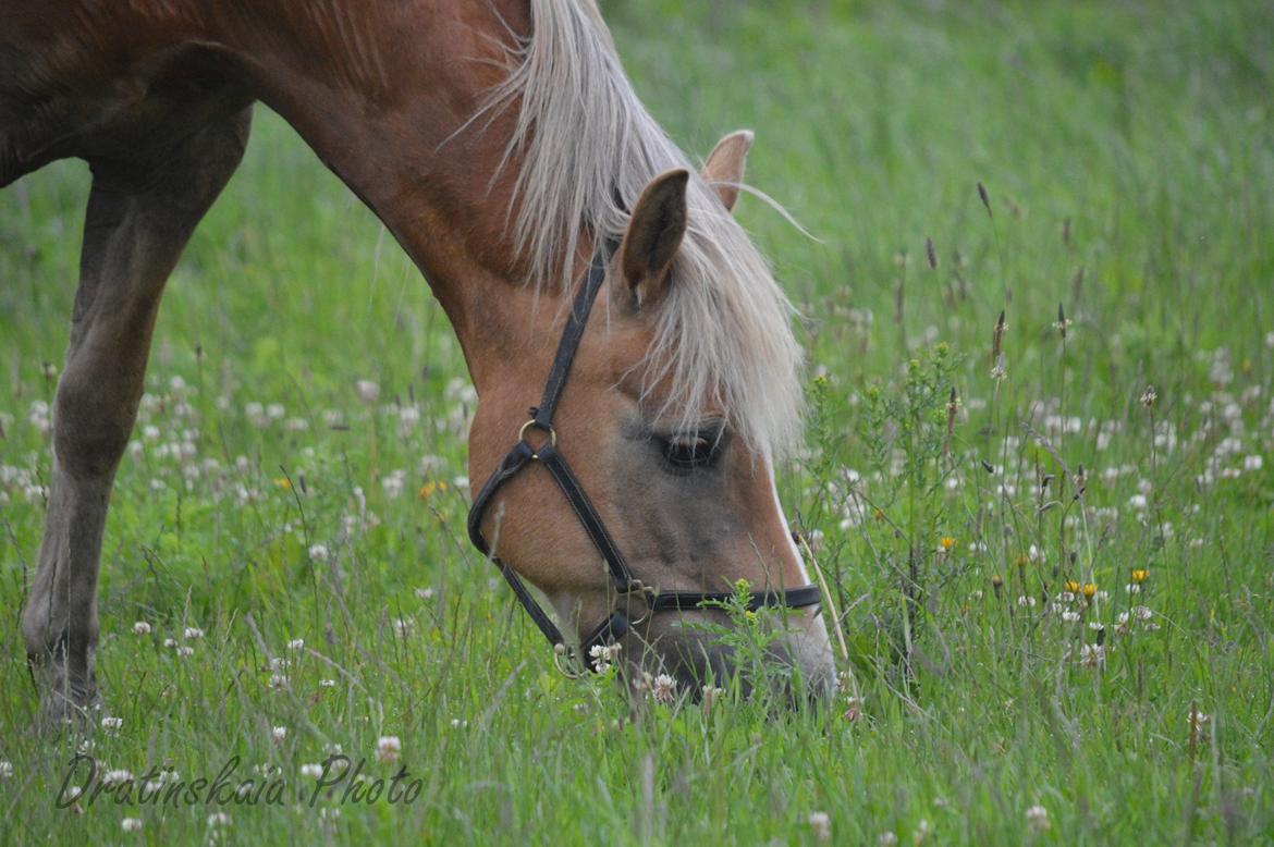 Tyroler Haflinger Minka af Brunbjerg billede 21