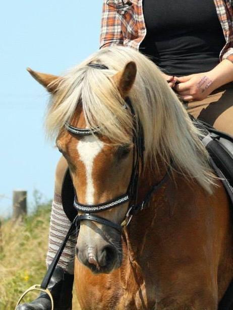 Tyroler Haflinger Minka af Brunbjerg billede 8