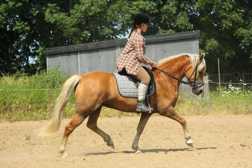 Tyroler Haflinger Minka af Brunbjerg billede 9