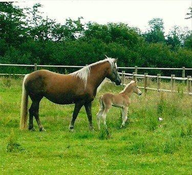 Tyroler Haflinger Minka af Brunbjerg - Minka og hendes mor. Billedet er lånt billede 11
