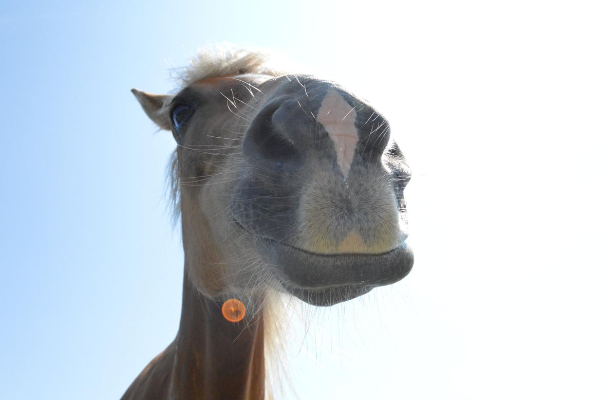 Tyroler Haflinger Minka af Brunbjerg - <3 billede 14
