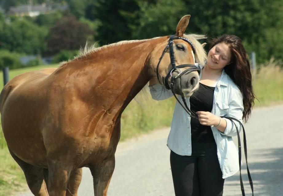 Tyroler Haflinger Minka af Brunbjerg - Det kræver ikke meget at sige jeg elsker dig, men det kræver meget at vise det. Tvivlen stiller spørgsmålene, viljen giver svar billede 16