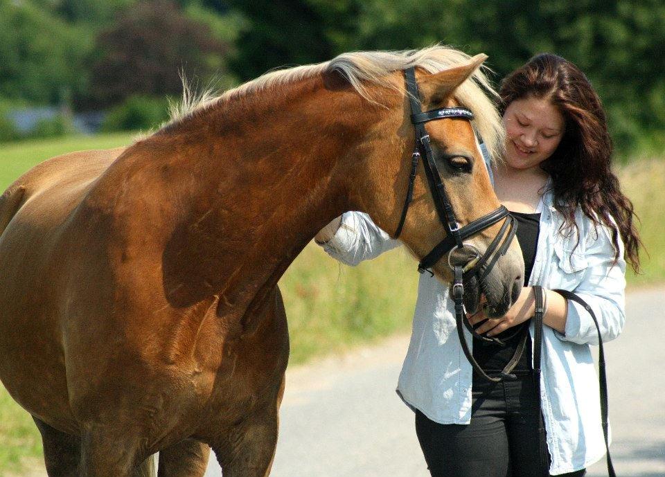 Tyroler Haflinger Minka af Brunbjerg - Das goldene pferd mit dem goldene hertz billede 3