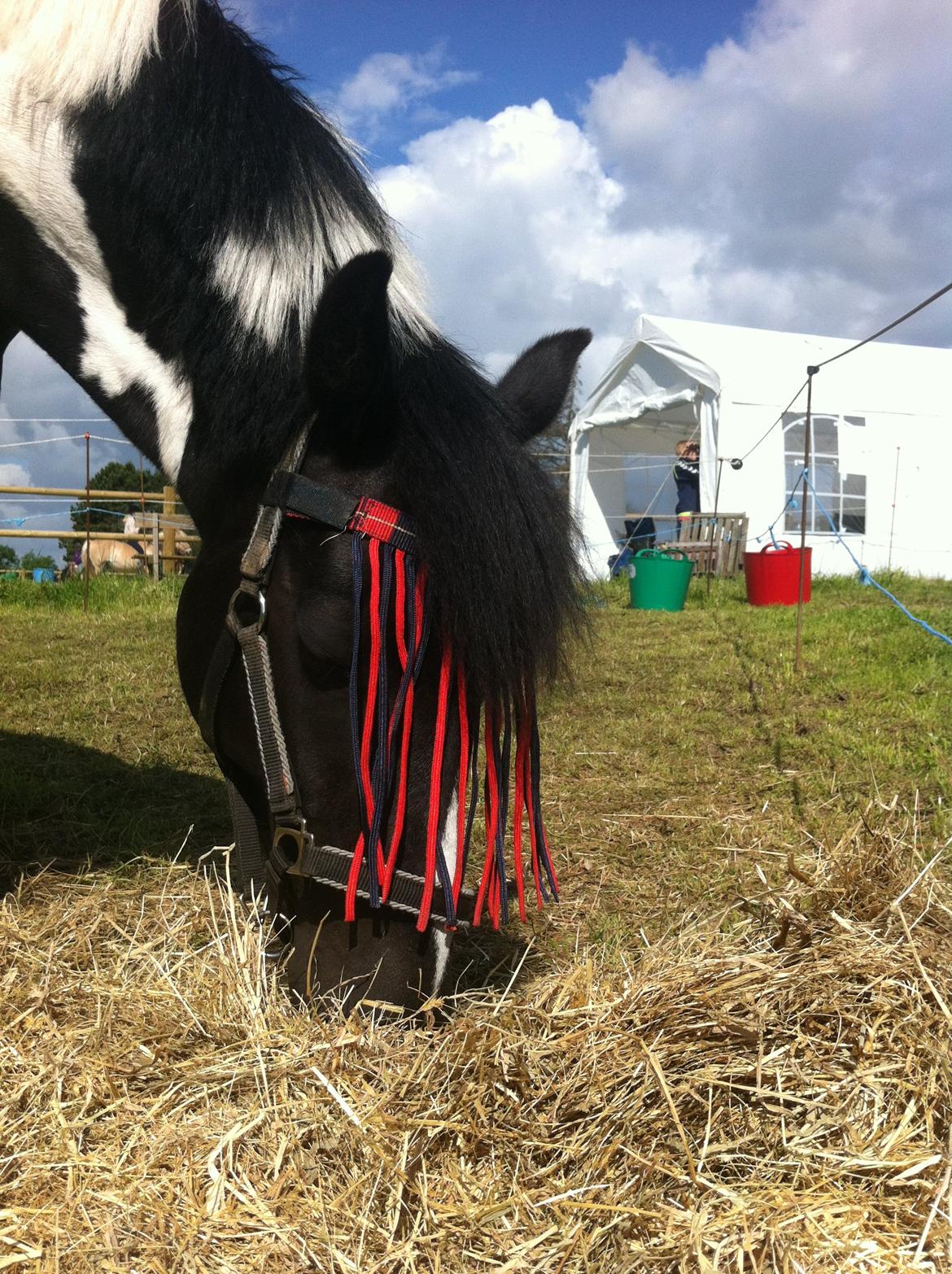 Anden særlig race Bonni billede 18