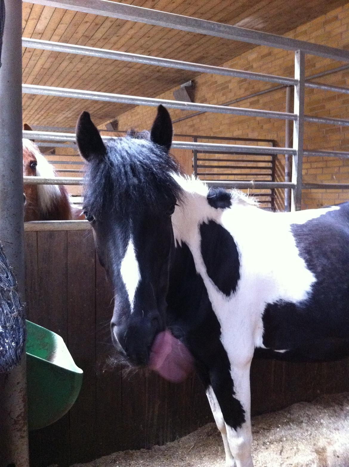 Anden særlig race Bonni billede 19