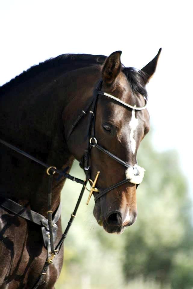 Oldenborg Kikki Mølgaard billede 18